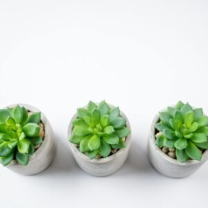 pexels nietjuhart 32092476